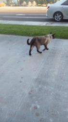 Lost Male Cat last seen escoba, Palm Springs, CA 92264