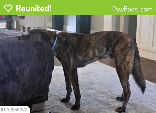 Reunited Male Dog last seen Wyatt rd and 82, Piedmont, SC 29673