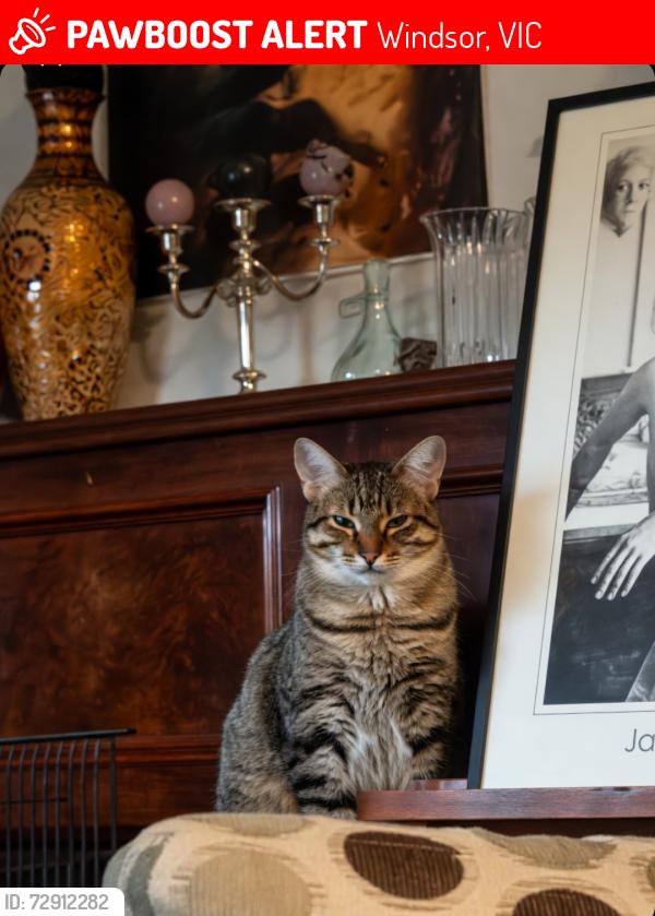 Lost Male Cat last seen High st and punt rd, Windsor, VIC 3181