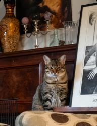Lost Male Cat last seen High st and punt rd, Windsor, VIC 3181