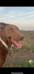 Reunited Male Dog last seen Prospect Drive , Stratford, CT 06615