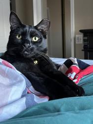 Lost Male Cat last seen Northwinds dr 63146, St. Louis, MO 63146