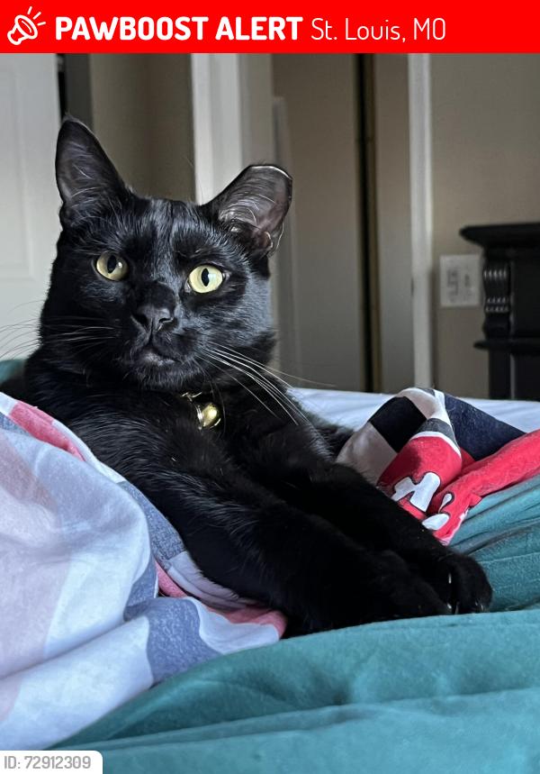 Lost Male Cat last seen Northwinds dr 63146, St. Louis, MO 63146