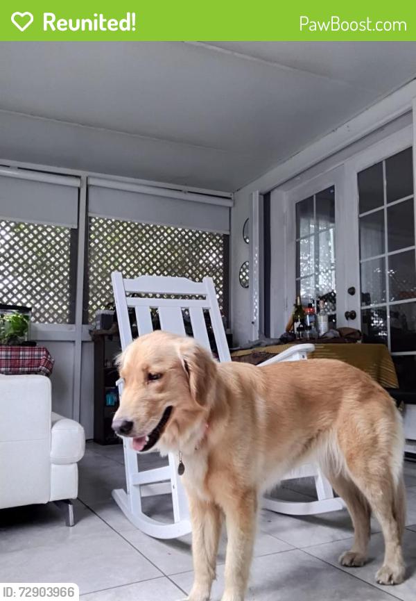Reunited Female Dog last seen Near st sw 147th ave, Homestead, FL 33033