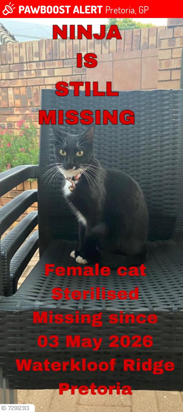 Lost Female Cat last seen Rigel Avenue and Neptune street, Pretoria, GP 0181