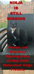 Lost Female Cat last seen Rigel Avenue and Neptune street, Pretoria, GP 0181