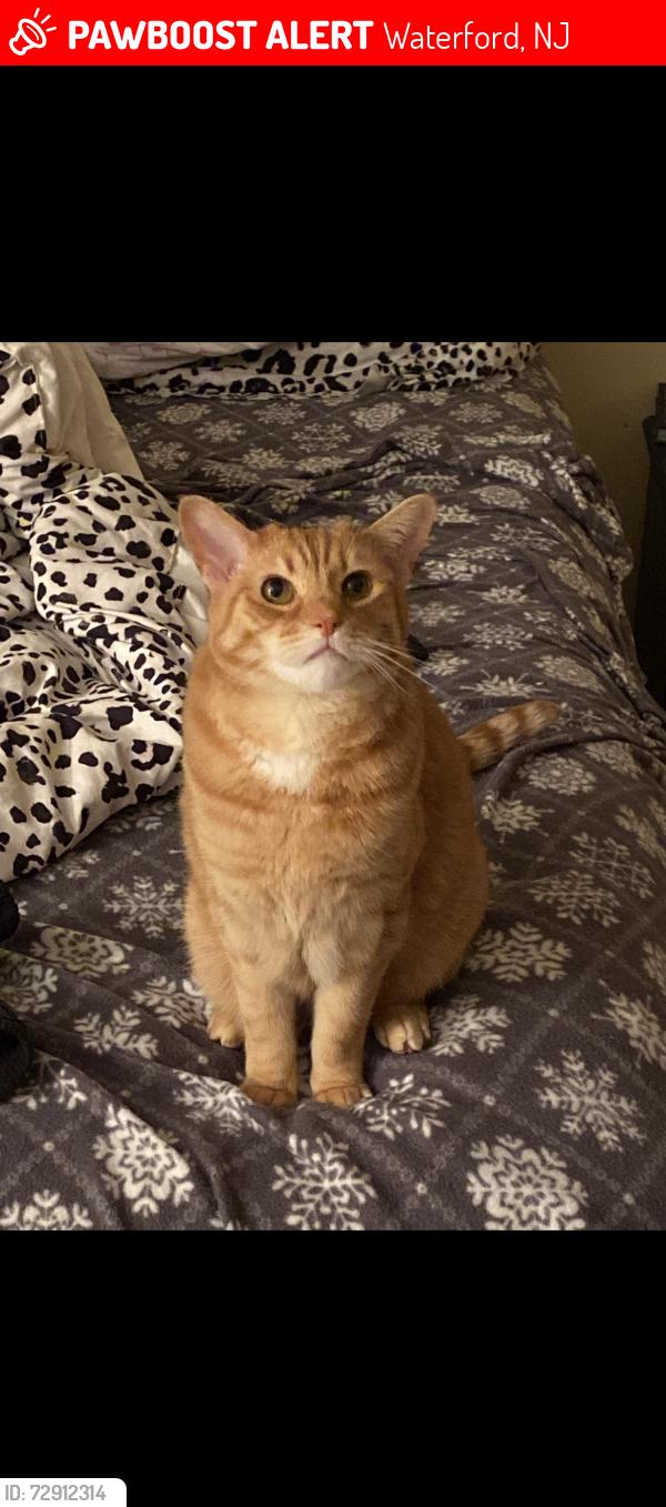Lost Female Cat last seen Whispering Pines Drive , Waterford, NJ 08004