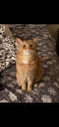 Lost Female Cat last seen Whispering Pines Drive , Waterford, NJ 08004