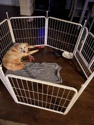 Reunited Female Dog last seen Near Smallwood Trace, Hampton, GA 30228, USA, Hampton, GA 30228