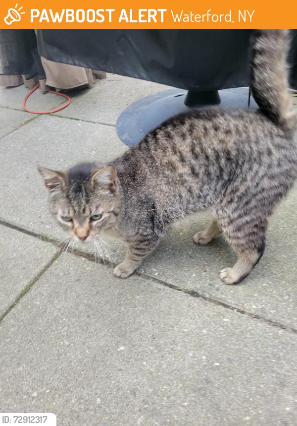 Found/Stray Unknown Cat last seen Near Guideboard Road , Waterford, NY 12188