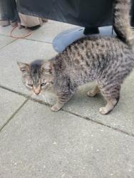 Found/Stray Unknown Cat last seen Near Guideboard Road , Waterford, NY 12188