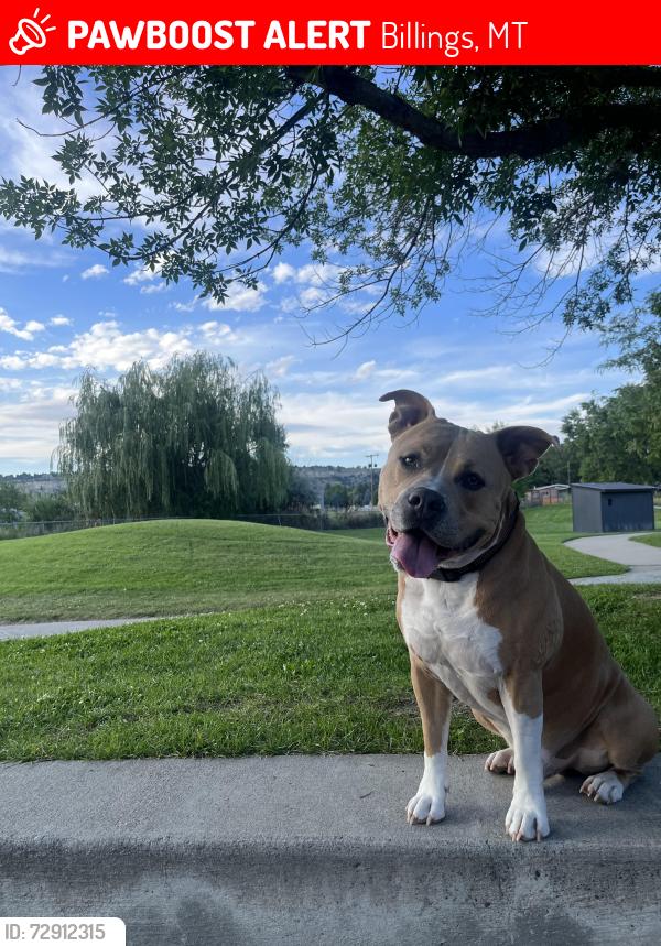 Lost Male Dog last seen Laurel Rd running east , Billings, MT 59108