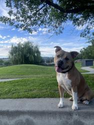 Lost Male Dog last seen Laurel Rd running east , Billings, MT 59108