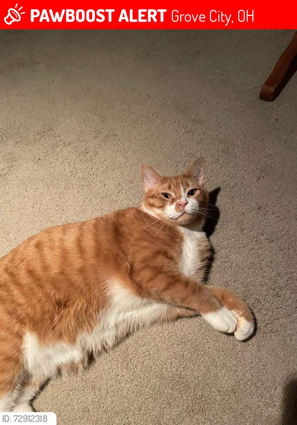 Lost Male Cat last seen Barnwood ct, Grove City, OH 43123