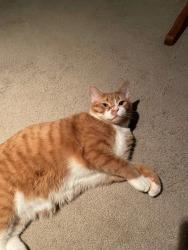Lost Male Cat last seen Barnwood ct, Grove City, OH 43123