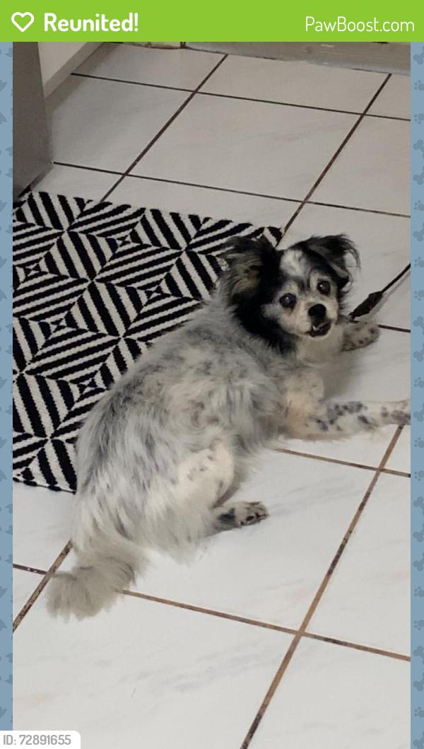 Reunited Male Dog last seen In the neighborhood behind smash fitness on del prado, Cape Coral, FL 33990