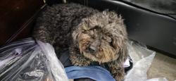 Reunited Female Dog last seen Near Taney Rd, Manassas, VA , Manassas, VA 20110