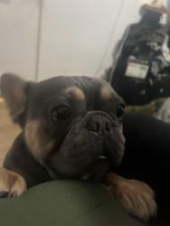 Reunited Male Dog last seen Ocelot , Chula Vista, CA 91911