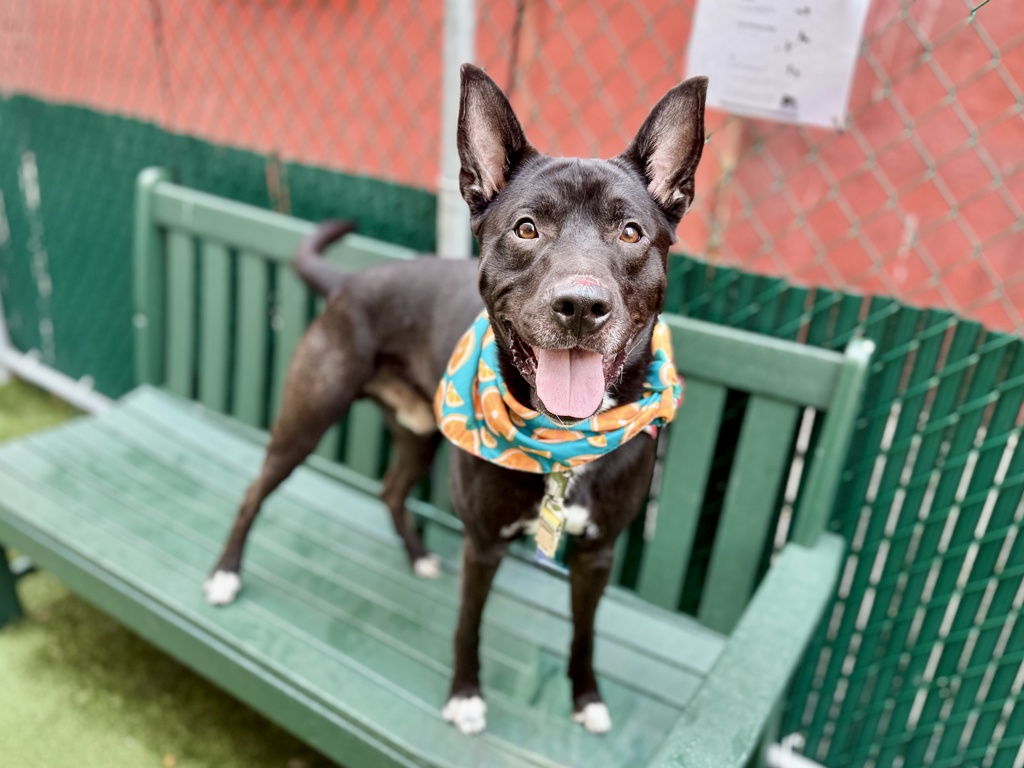 Shelter Stray Male Dog last seen Near Kingsbridge Avenue, BRONX, NY, 10463, New York, NY 10029
