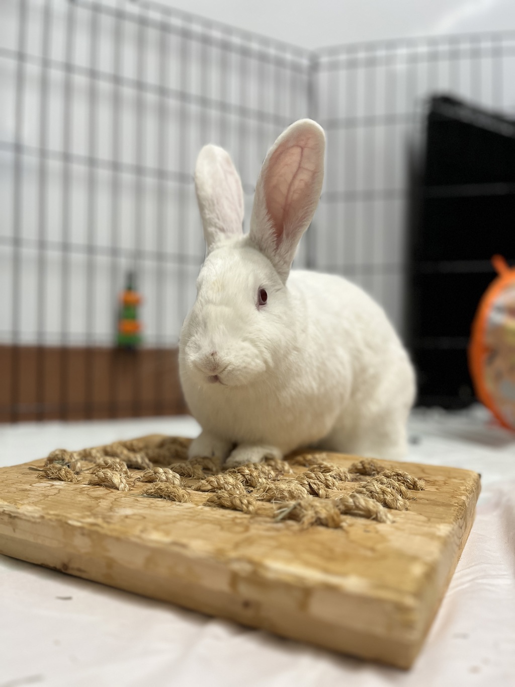 Shelter Stray Female Rabbit last seen FLUSHING, NY, 11354, New York, NY 10029