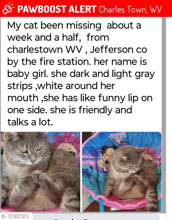 Lost Female Cat last seen Charlestown WV Jefferson county , Charles Town, WV 25414