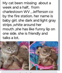Lost Female Cat last seen Charlestown WV Jefferson county , Charles Town, WV 25414