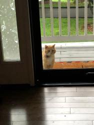Found/Stray Unknown Cat last seen Jarrettsville pike & Blenheim , Baltimore County, MD 21131