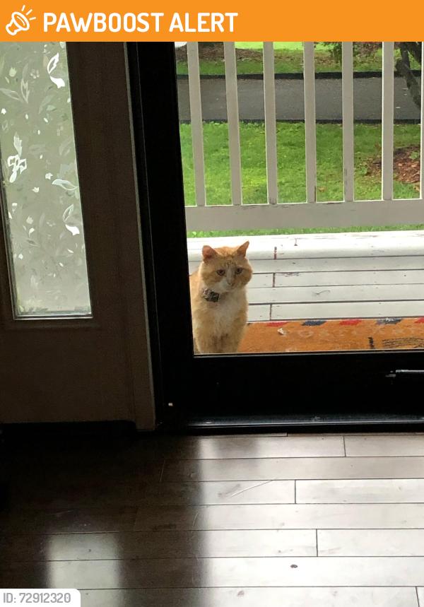 Found/Stray Unknown Cat last seen Jarrettsville pike & Blenheim , Baltimore County, MD 21131