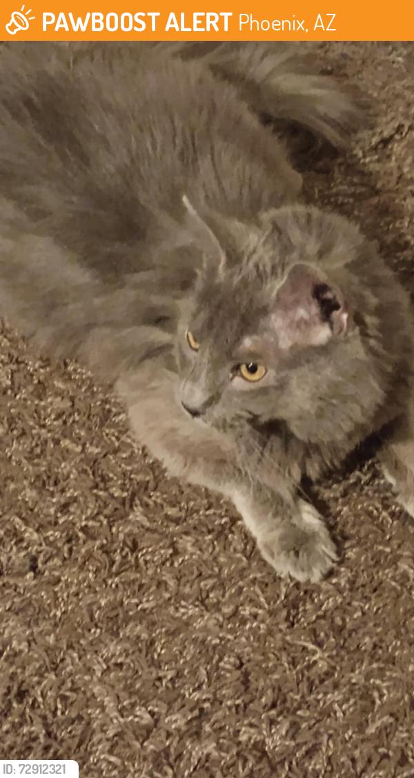 Found/Stray Unknown Cat last seen 107th and Indian School, Phoenix, AZ 85037