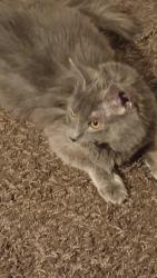 Found/Stray Unknown Cat last seen 107th and Indian School, Phoenix, AZ 85037