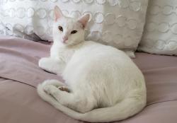 Reunited Female Cat last seen Walnut Street and A1A, Hollywood, FL 33019