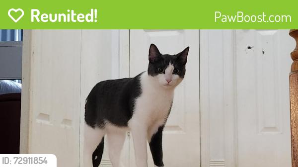 Reunited Female Cat last seen Near Stone Church Rd E, Hamilton, ON L9B 1B2, Canada, Hamilton, ON L9B 1B2