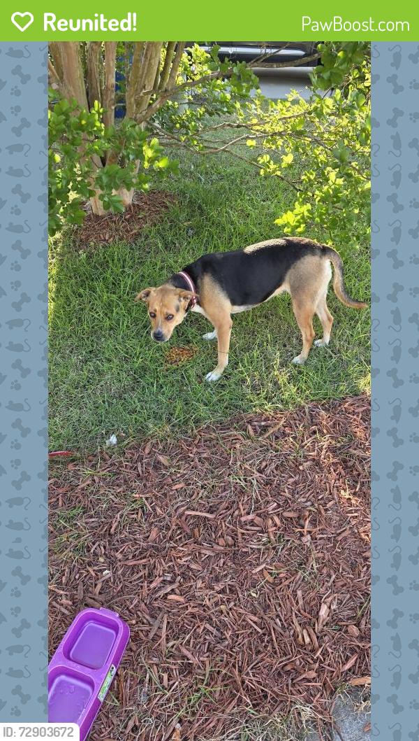 Reunited Female Dog last seen Battle Ridge Neighborhood 27610, Raleigh, NC 27610