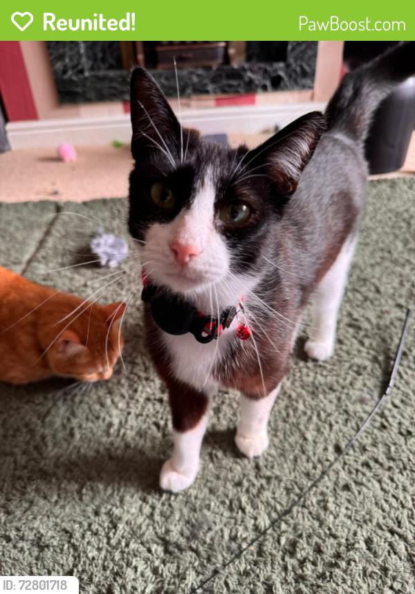 Reunited Male Cat last seen Flass Vale Local Natural Reserve, Fieldhouse Lane, County Durham, England DH1 4LY