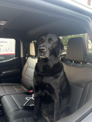 Reunited Female Dog last seen Good letter Frank and 7th ave, Naples, FL 34102