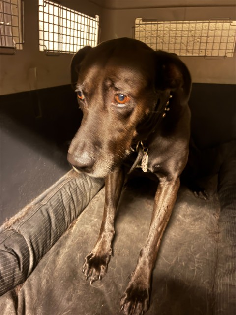 Shelter Stray Male Dog last seen Near BLOCK NW 79TH AVE, Doral, FL 33122