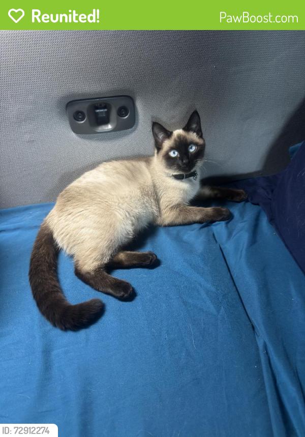 Reunited Female Cat last seen Near Marble Mountain St, Las Vegas, NV 89129, USA, Las Vegas, NV 89129