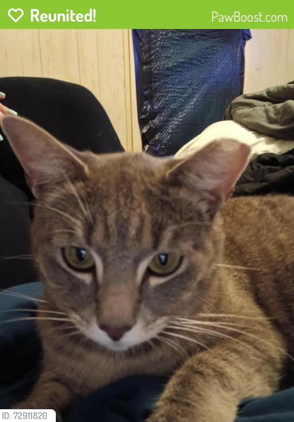 Reunited Female Cat last seen Near Alexander Dr spartanburg sc 29303, Spartanburg, SC 29303