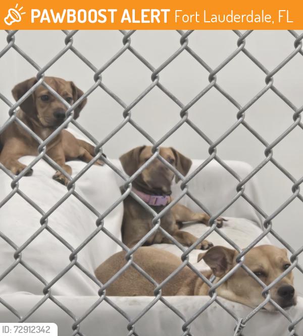 Found/Stray Unknown Dog last seen Near st, Fort Lauderdale, FL 33304