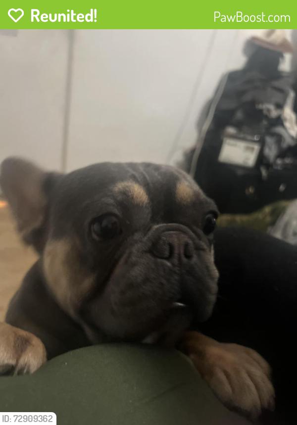 Reunited Male Dog last seen Ocelot , Chula Vista, CA 91911