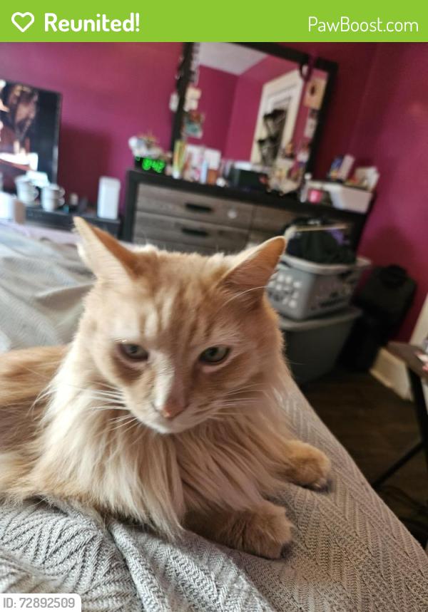 Reunited Unknown Cat last seen Kilmer Ave , Taunton, MA 02780