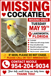 Lost Female Bird last seen Smith farm community , Palm Beach County, FL 33467