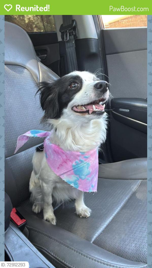 Reunited Female Dog last seen La Mesa , Victorville, CA 92392