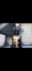 Reunited Female Cat last seen Glen wood Dr, Melbourne, FL 32935