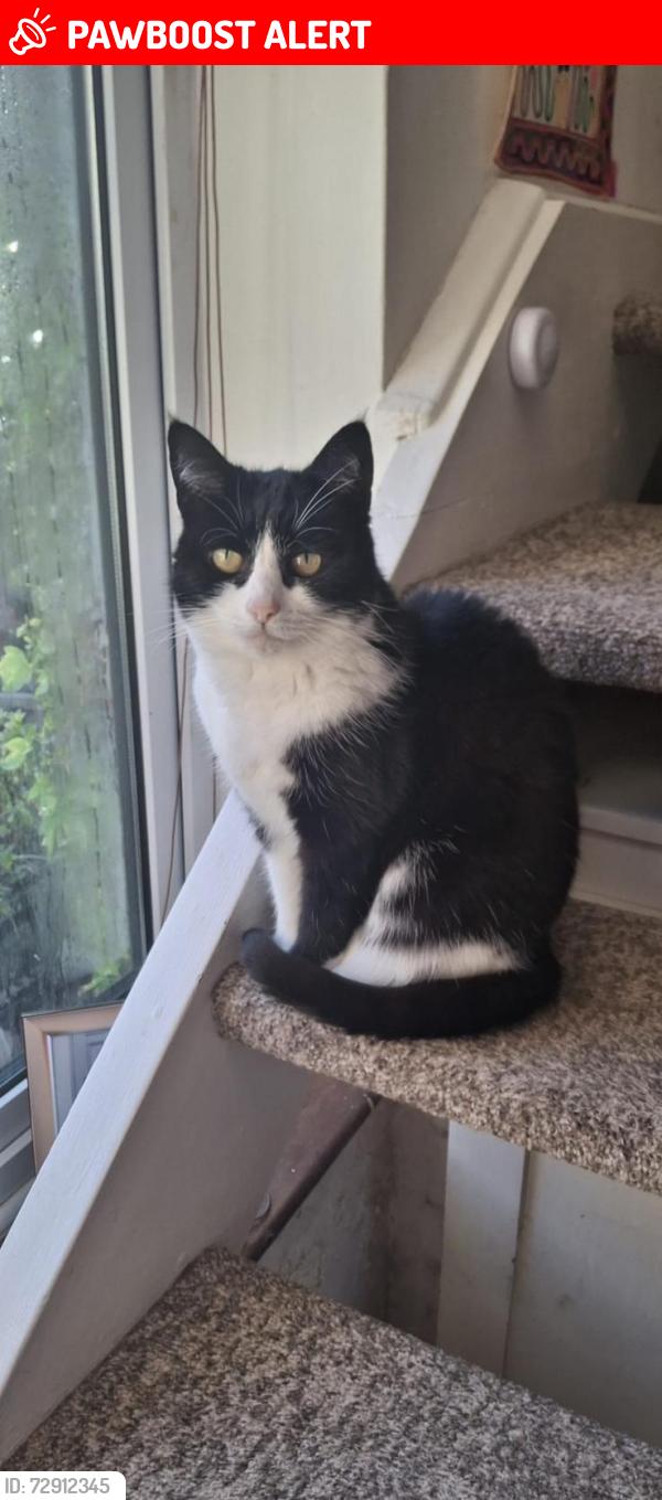 Lost Female Cat last seen Chapel lane, ratby, Ratby, England LE6 0JD