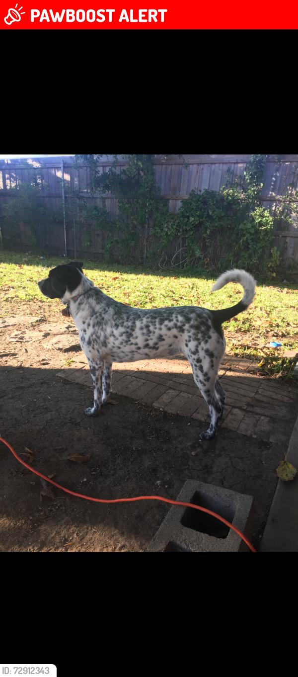 Lost Female Dog last seen S Kate st and silver creek, White Settlement, TX 76108