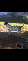 Lost Female Dog last seen S Kate st and silver creek, White Settlement, TX 76108