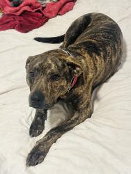 Lost Male Dog last seen Elisson Library, Oklahoma City, OK 73111