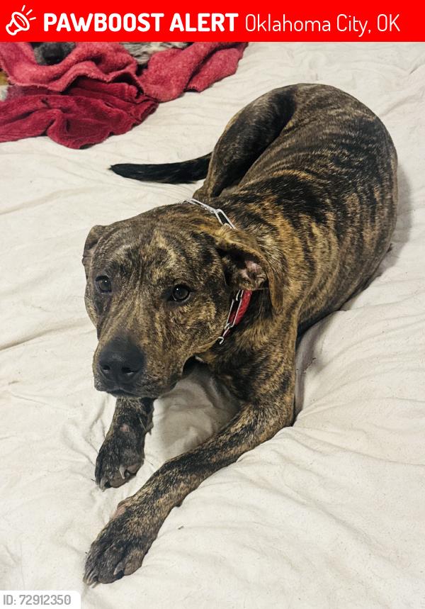 Lost Male Dog last seen Elisson Library, Oklahoma City, OK 73111