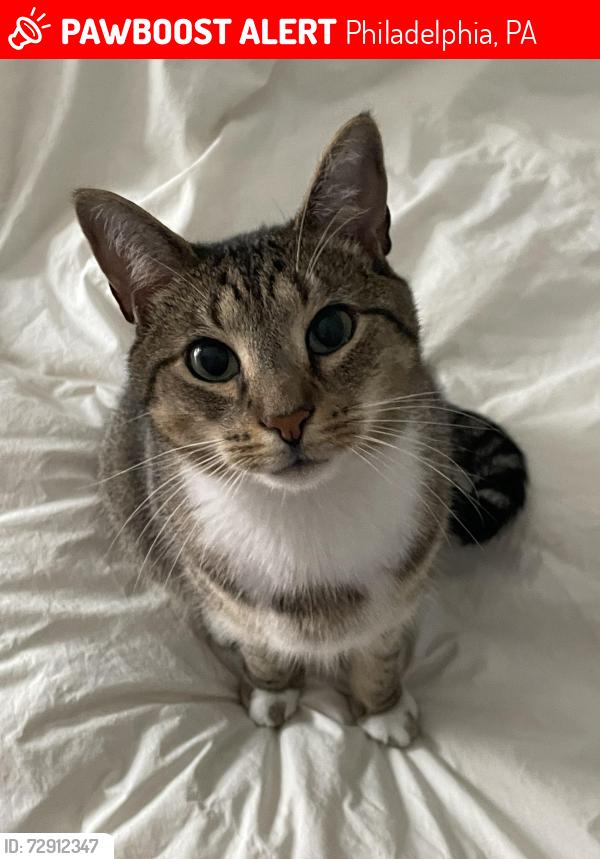 Lost Male Cat last seen S Camac st & Moyamensing, Philadelphia, PA 19148